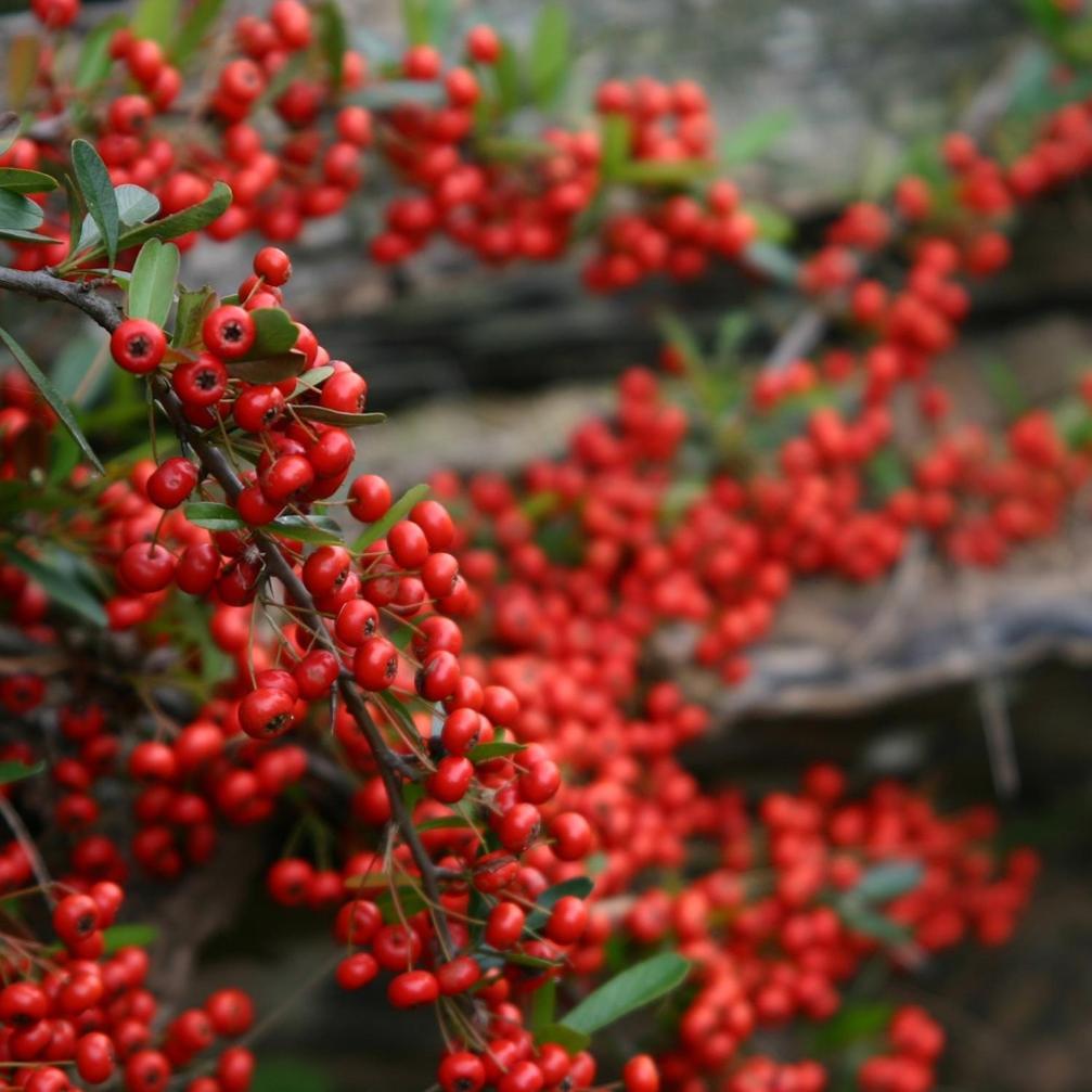 Cabanas Pyracantha Ескуел Екстериор снимка